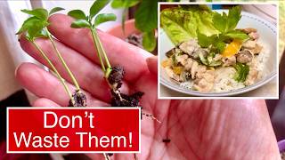LIVE WELL FOR LESS | POTTING ON ORANGE PIPS | HEARTY LEFTOVER CHICKEN MEALS