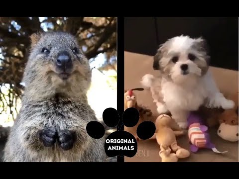 Original Animals #8. CUTE AND FUNNY ANIMALS VIDEO/ МИЛЫЕ И СМЕШНЫЕ ЖИВОТНЫЕ.