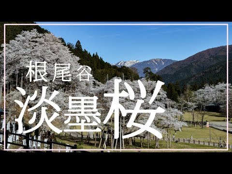 【本巣市PR動画】空撮!根尾谷 淡墨桜【ドローン】【クレーン】【NEO】