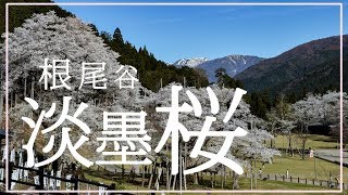 根尾谷・淡墨公園　日本さくら名所100選