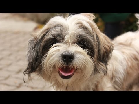 Dringende Halterermittlung | "Ines" | Juni 2015 | TierheimTV Hannover