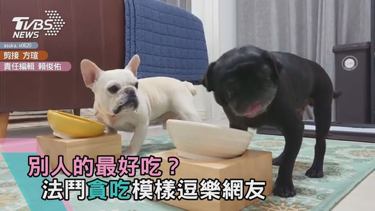 別人的最好吃? 法鬥貪吃模樣逗樂網友