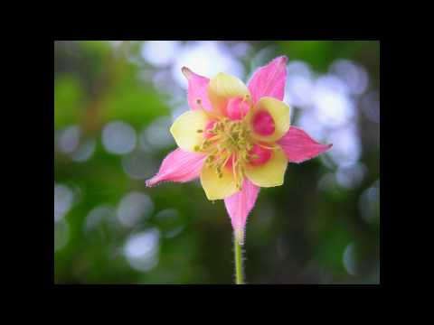 我が家の庭から花便り オダマキ 浜辺の歌 のサムネイル