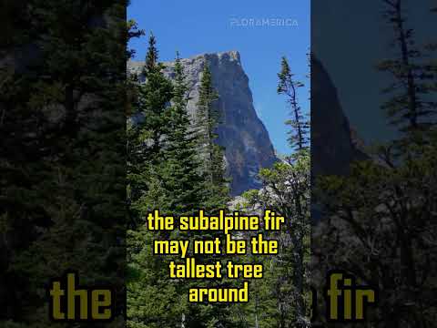 The Subalpine Fir