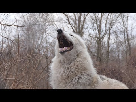 When All 50 Wolves Howl