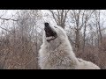When All 50 Wolves Howl