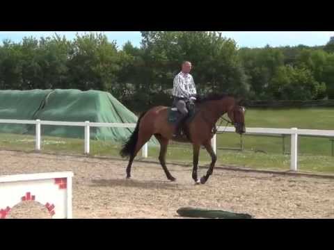 Cavallieri xx-Monjul mare * 2009 for sale