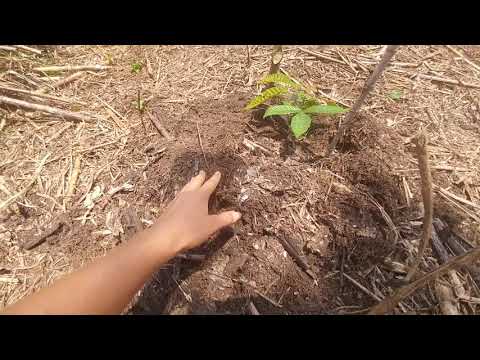 Matoa Field with Inga, Tithonia and Pinto Peanut Companion Plants