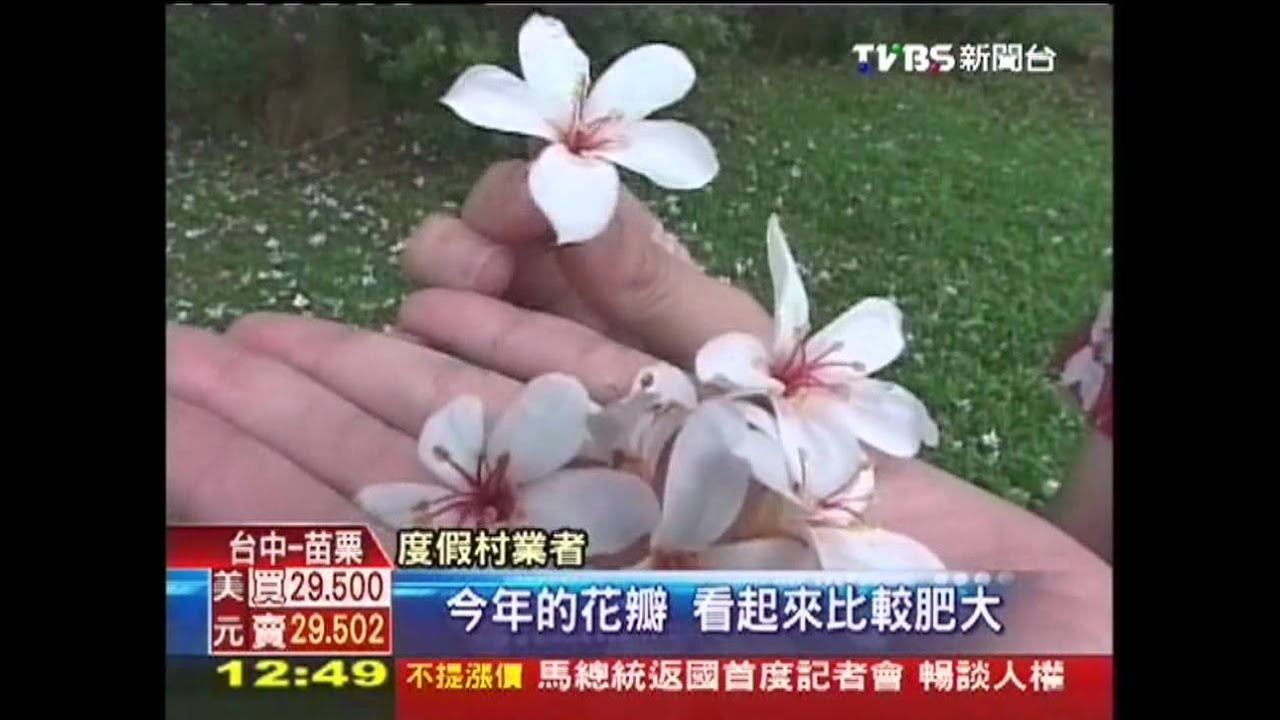 賞「五月雪」油桐花　南盛開、北吐花