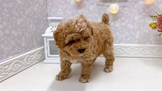 トイプードルの動画01