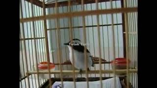 Download lagu BURUNG DECU GACOR BUAT MASTERAN mp3