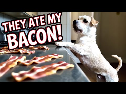 The Further adventures of Deefa the talking dog