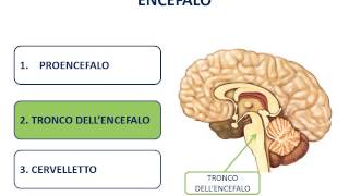 12. Il sistema nervoso centrale (SNC)