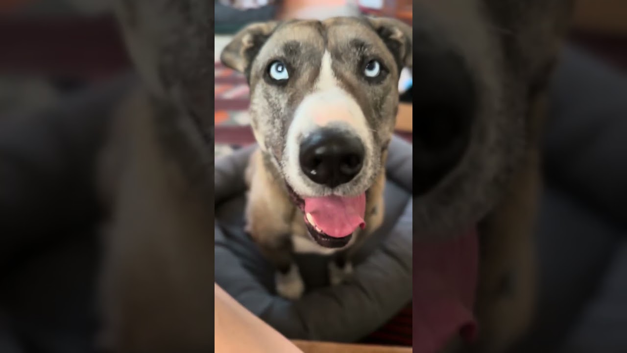 Enlarge Kiki Cupcake, a Adoptable mixed breed in sherman oaks, CA video 6/6