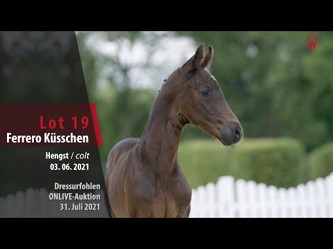 Onlive-Auktion Dressurfohlen Lot 19 Ferrero Küsschen Hengst v. Feinrich - San Amour I