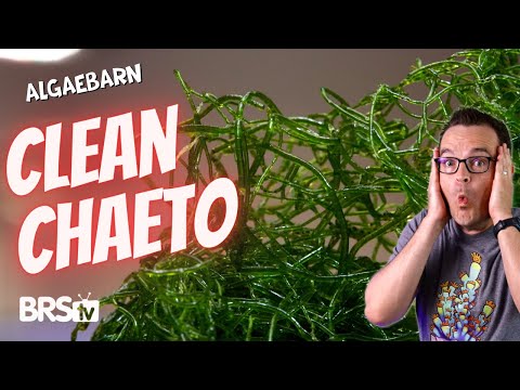 AlgaeBarn’s Clean Chaeto... Reef Tank Nutrient Reduction WITHOUT the Pests!