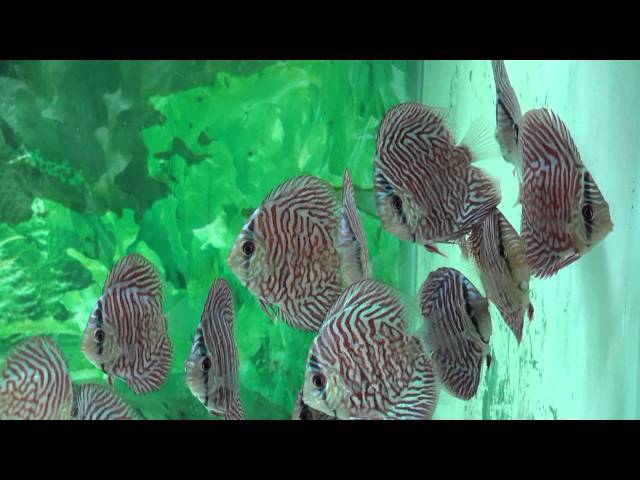 Tiger Turquoise Discus Fish  -  Gwynnbrook Farm