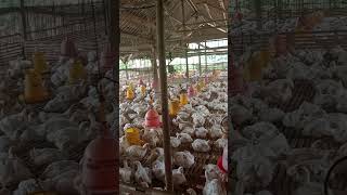 Download lagu pertumbuhan ayam broiler umur 32 hari di kandang open house mp3