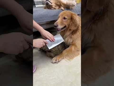 Duoduo's survival to this day is all due to a few more thoughtful plans for the debut of cute pets.