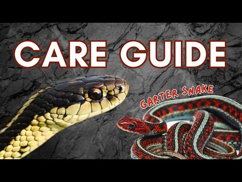 Užovka podväzková (Thamnophis sirtalis) — chov, terárium a starostlivosť