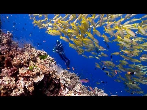 Australia's Great Barrier Reef | beautiful underwater nature | Scuba Diving the Ribbon Reefs HD