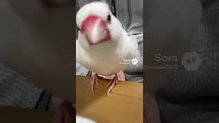 #birds  カードゲーム　しようぜ
