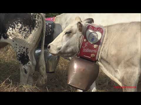 MUCCHE CHE SI RIPOSANO DURANTE LA TRANSUMANZA A SAMPEYRE  (CN) DOM. 26 - 9 - 2021.