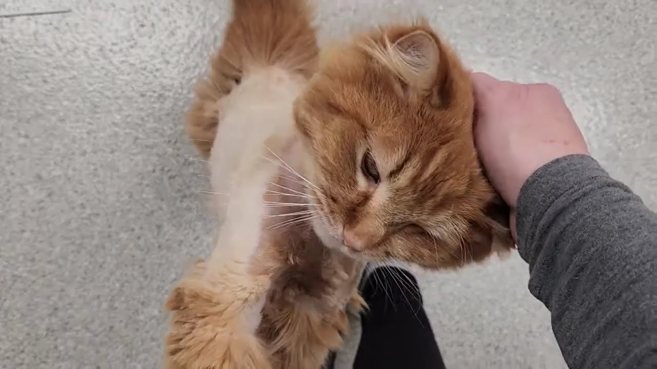 Enlarge Buttons, a ADOPTABLE Domestic Long Hair in Marshfield, WI video 6/6