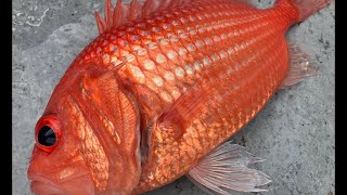 【鬼カサゴ釣り】胴付仕掛けでオニカサゴ釣り　後編　嬉しい外道に上機嫌♪