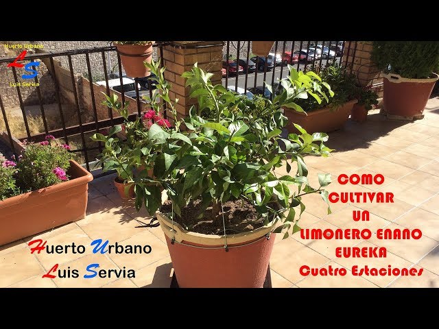 スペイン語のenanoのビデオ発音