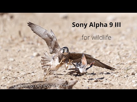 Lanner Falcon aerobatics  while hunting namaqua dove.
