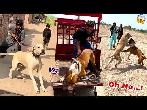 Heavy Bully Dog Badshah Match😱