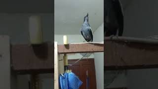 Download lagu Kacer Isian Kenari #kacergacor #kenari #kicaumania #burungjinak mp3 Download lagu Kacer Isian Kenari #kacergacor #kenari #kicaumania #burungjinak mp3