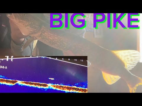 Accidental PIKE fishing with GARMIN LIVESCOPE( my livescope setting)￼