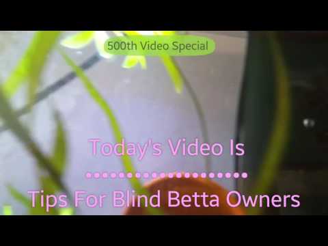 YouTube video about: How to feed a blind betta fish?
