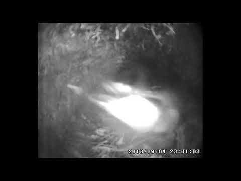 Salvin's prion preens a four week old great-winged petrel chick