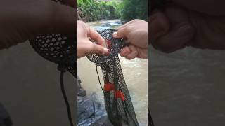 Download lagu Mancing di air keruh dapat ikan nilem baby ❗ #microfishing #fishing #fypyoutube mp3
