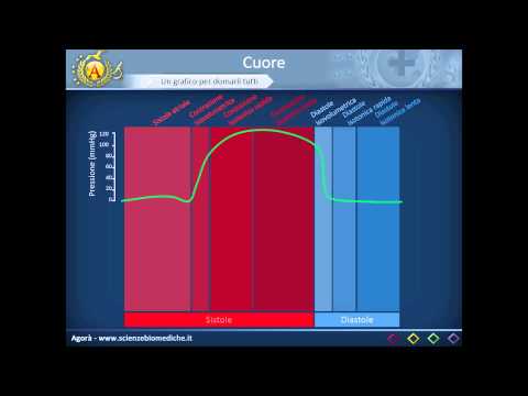 Apparato cardiocircolatorio 08: Ciclo cardiaco