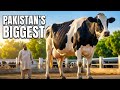 Rana Dairy Farm Top Class Cows Biggest Cows In Pakistan