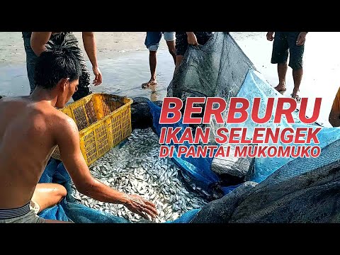 Berburu Ikan Selengek di Pantai Mukomuko