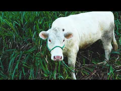 8k video PERU Hdr Videos 60 Fps