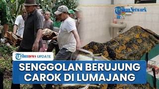 Carok Berujung Maut di Lumajang Tewaskan 1 Orang, Pelaku Sempat Minta Maaf saat Luka Parah