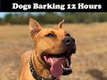 Dogs Barking for 12 hours - High Quality Sounds