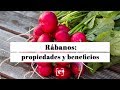 Rábano, sus propiedades, beneficios y valor nutricional