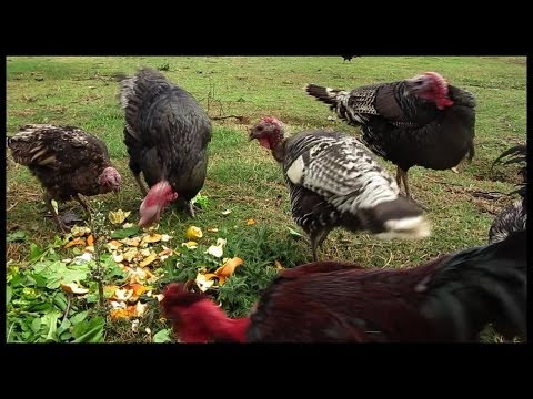 Turkeys Turkeys eat well and rule the roost