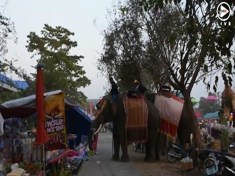 Chaos as festival elephant picks up young woman and goes on rampage