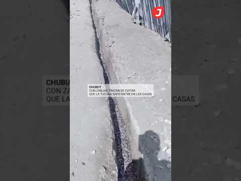 Con zanjas tratan de evitar que la tucura sapo entre en las casas