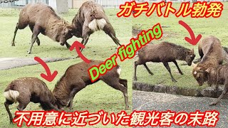 ガチバトル勃発 🫎不用意に近づいた観光客の末路 | Deer fighting | Nara Japan Vlog !!🦌🤔