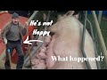 Everything You Need To Know About Pigs Farm Farming Sheep Cows Irish Ireland Uk Pigs