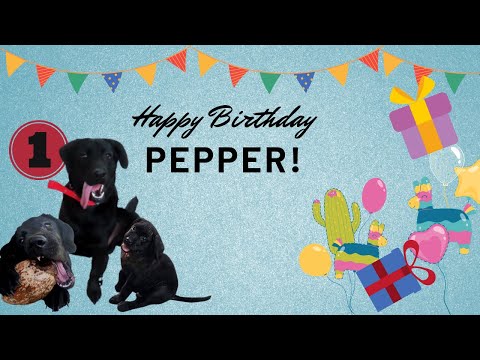 My Puppy turns 1!! Pepper's First birthday montage- Cute dog moments|| Karthika Vinod ||